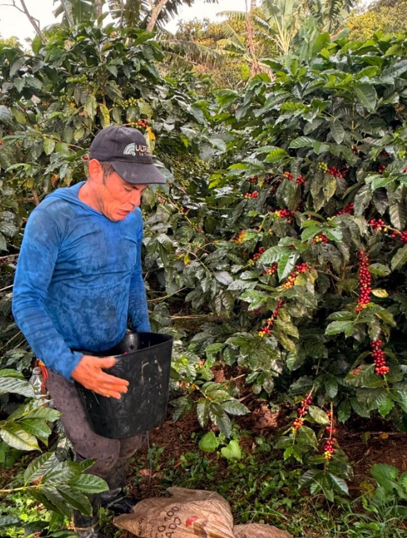 Campesinos recolectando café en El Socorro